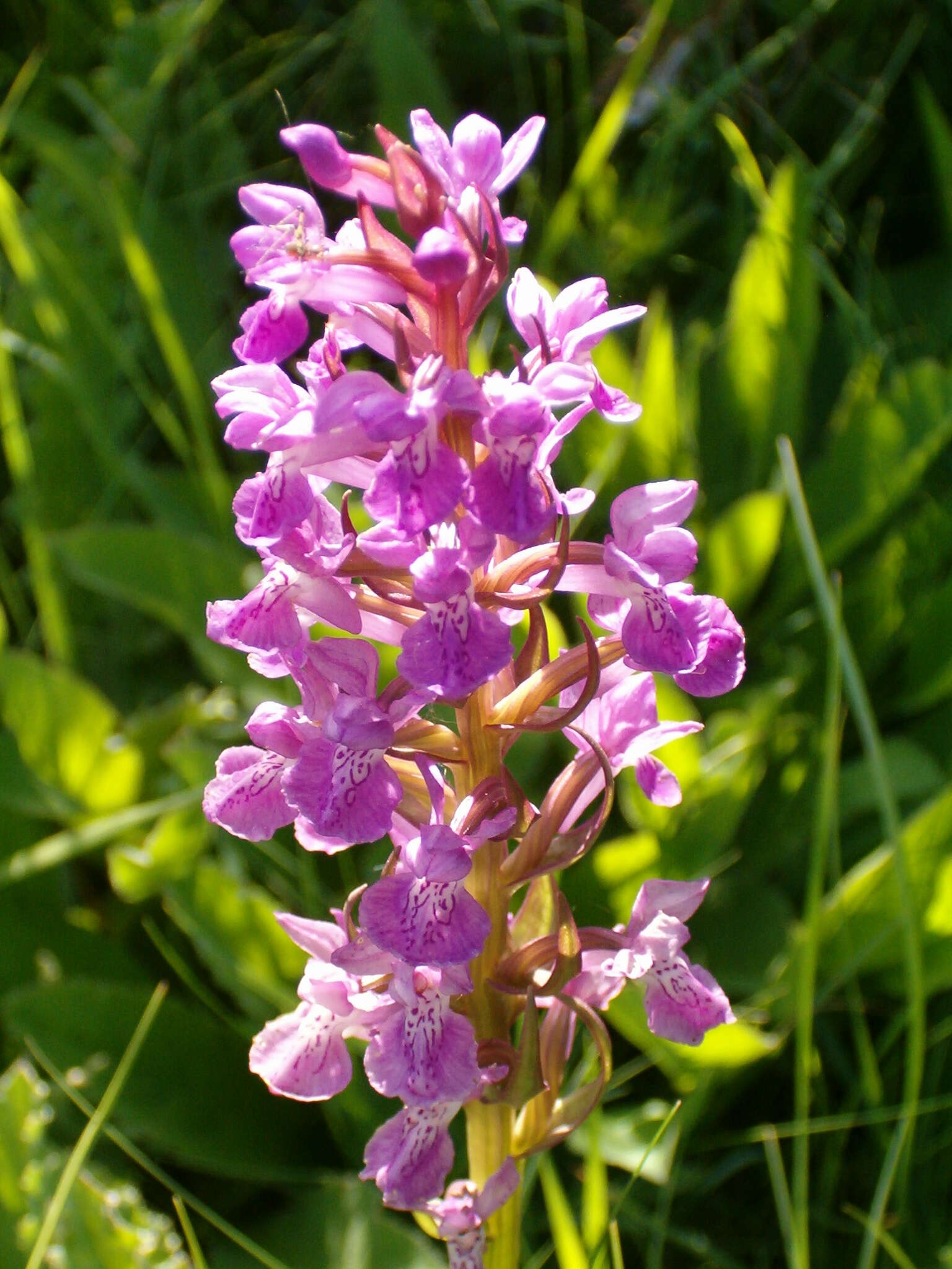 Image of Coeloglossum