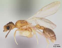 Image of Ant