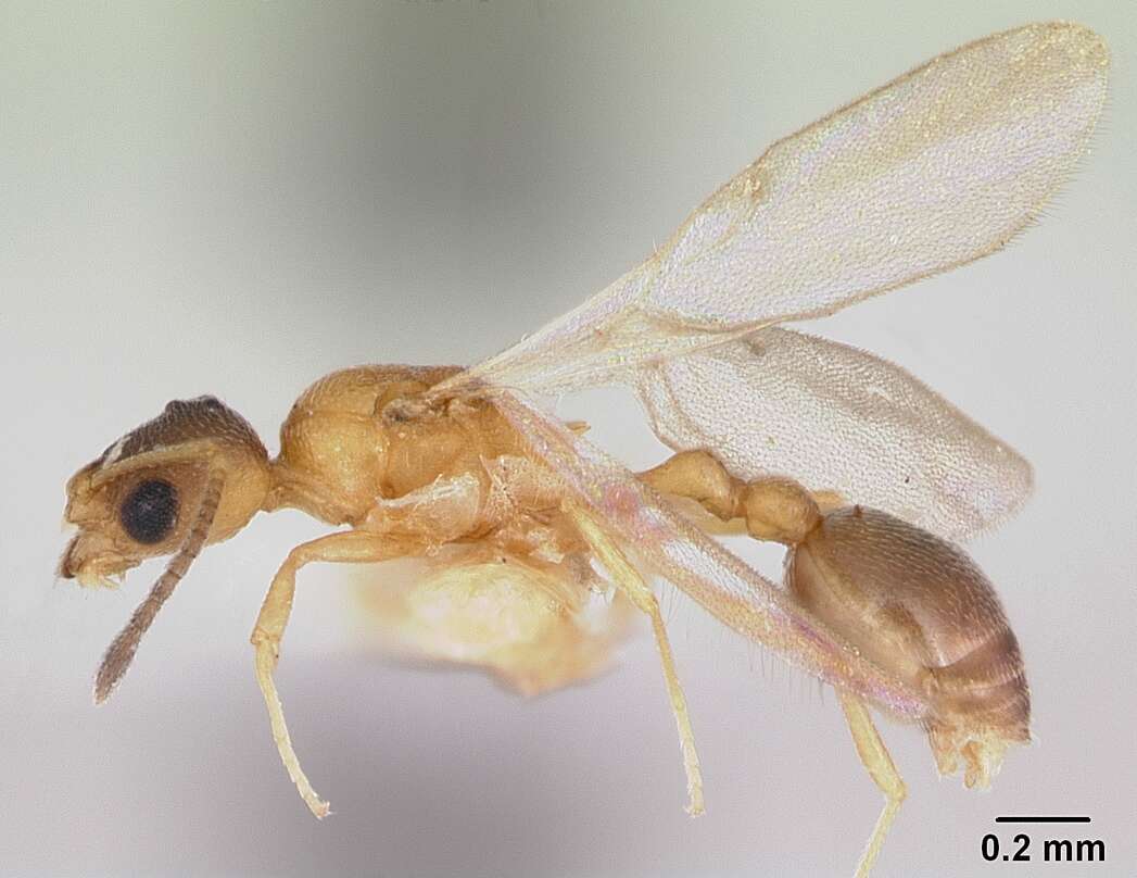 Image of Ant