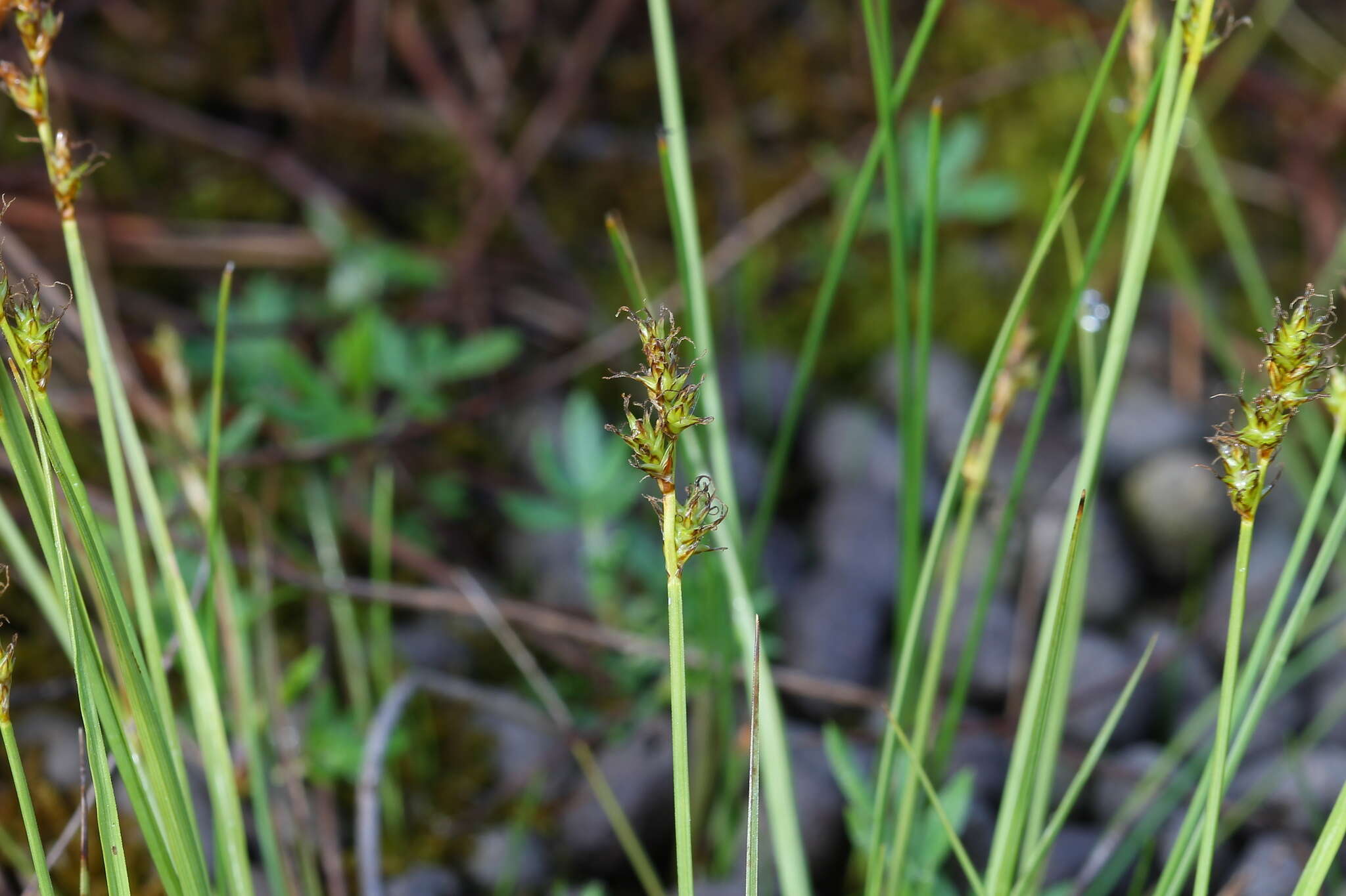 Plancia ëd Carex sterilis Willd.