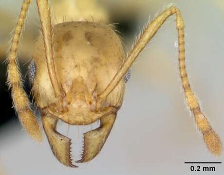 Image of Pheidole pallidula (Nylander 1849)