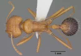 Image of California Harvester Ant