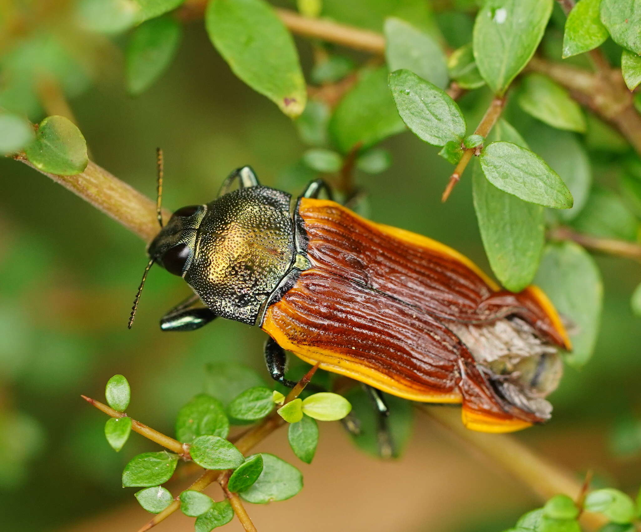 Image of Castiarina jeanae (Barker 1983)