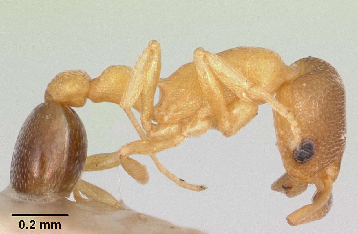 Image of Ant