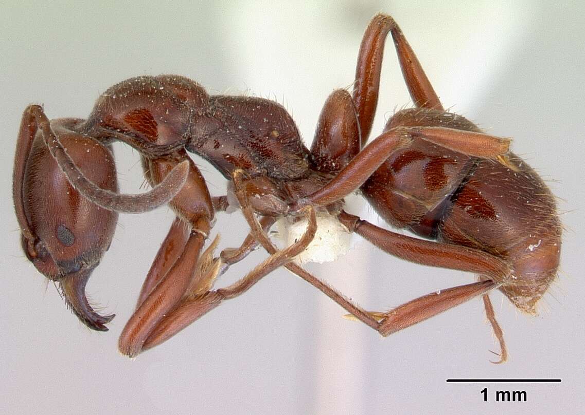 Image de Pachycondyla castaneicolor (Dalla Torre 1893)