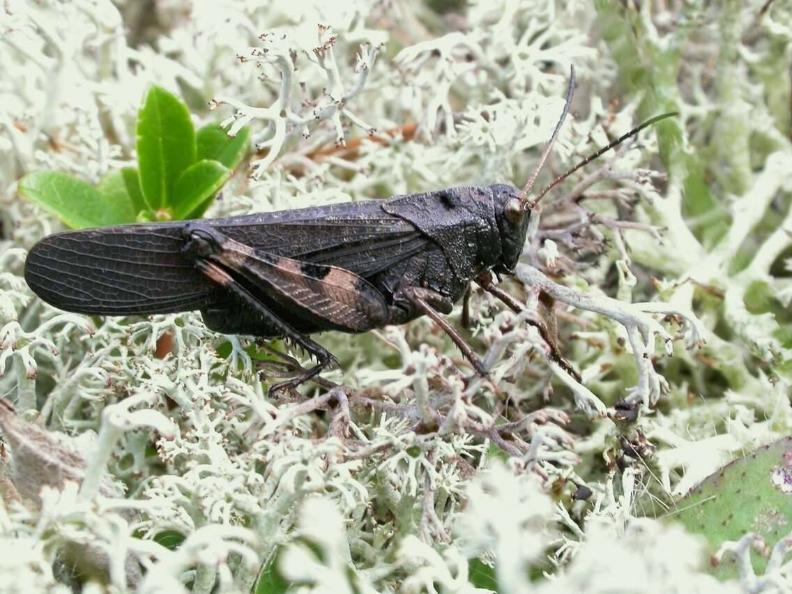 Image of Psophus