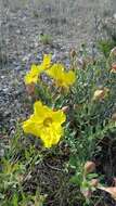 Oenothera hartwegii subsp. pubescens (A. Gray) W. L. Wagner & Hoch resmi