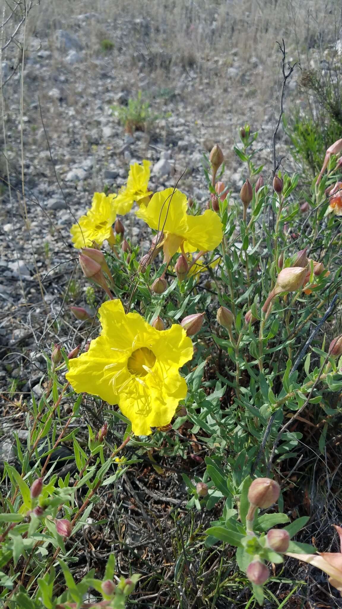 Imagem de Oenothera hartwegii subsp. pubescens (A. Gray) W. L. Wagner & Hoch