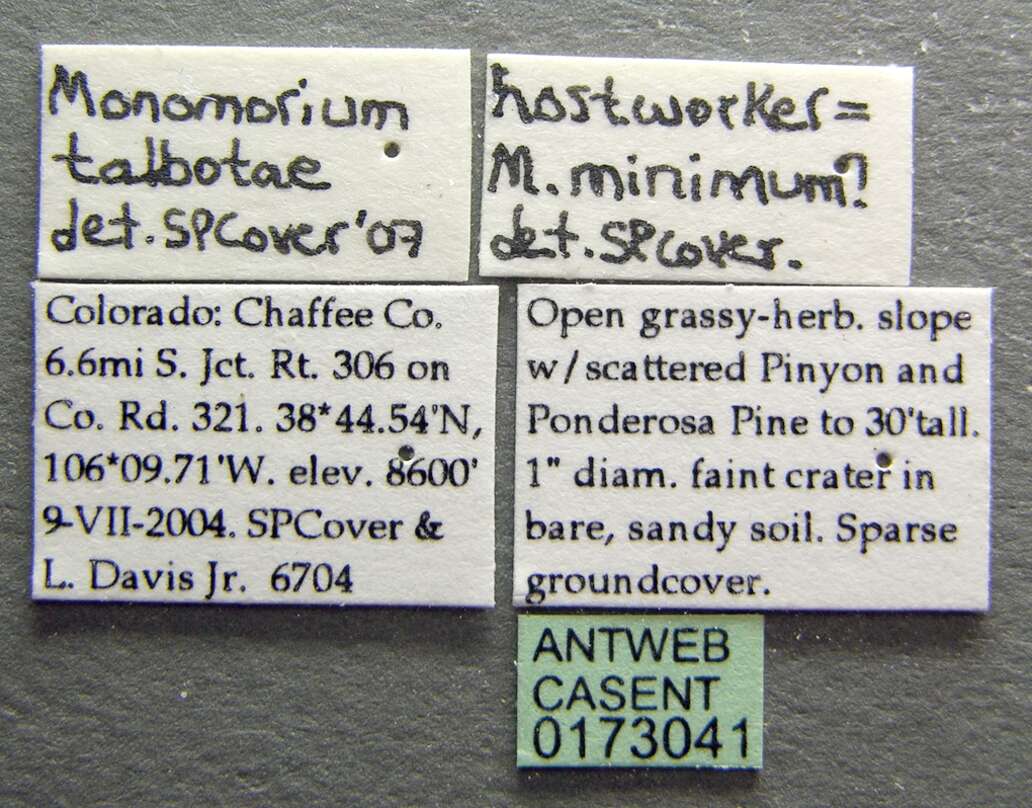 Image of Monomorium talbotae Du Bois 1981