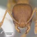 Imagem de Temnothorax curvispinosus