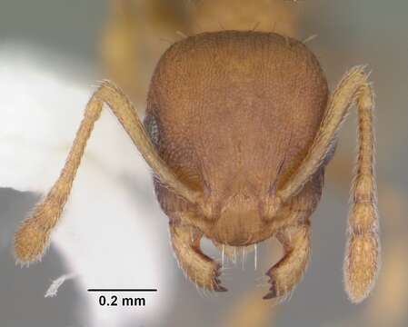 Imagem de Temnothorax curvispinosus