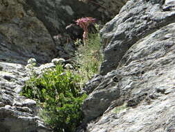 Achillea erba-rotta subsp. erba-rotta resmi