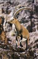 Image of Nubian Ibex