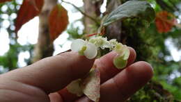 Image of Begonia rossmanniae A. DC.