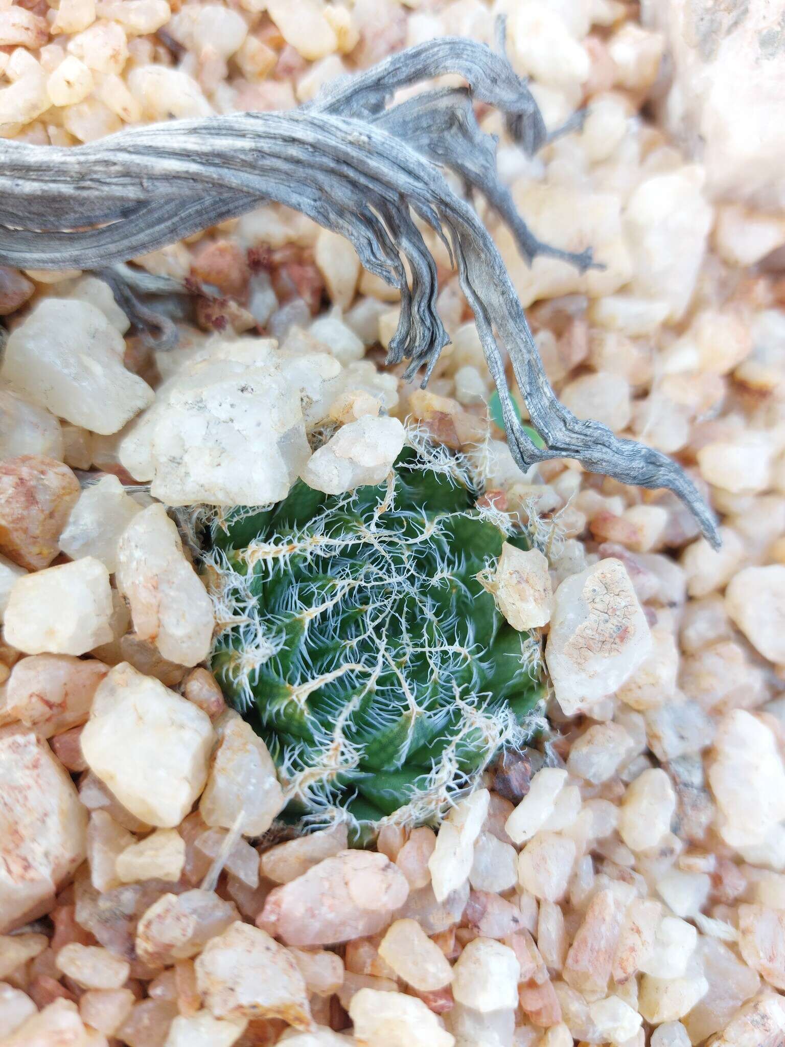 Image of Haworthia arachnoidea var. namaquensis M. B. Bayer