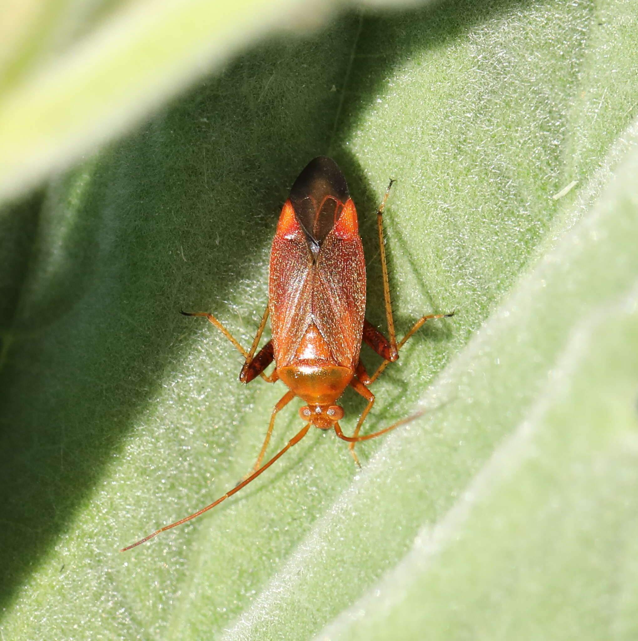 Image of Adelphocoris ticinensis (Meyer-Dur 1843)