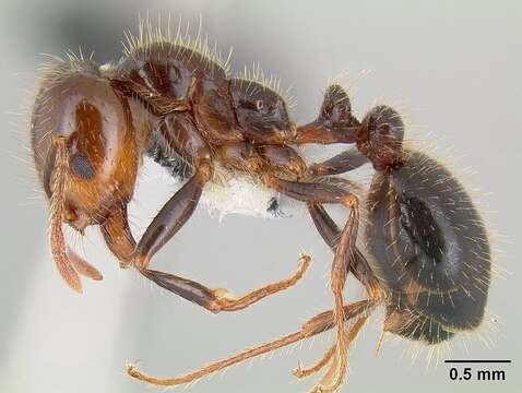 Image of Southern Fire Ant