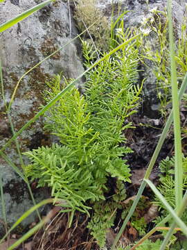 Sivun Cryptogramma acrostichoides R. Br. apud Richards. kuva