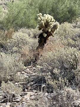 Image of Cylindropuntia bigelovii var. bigelovii