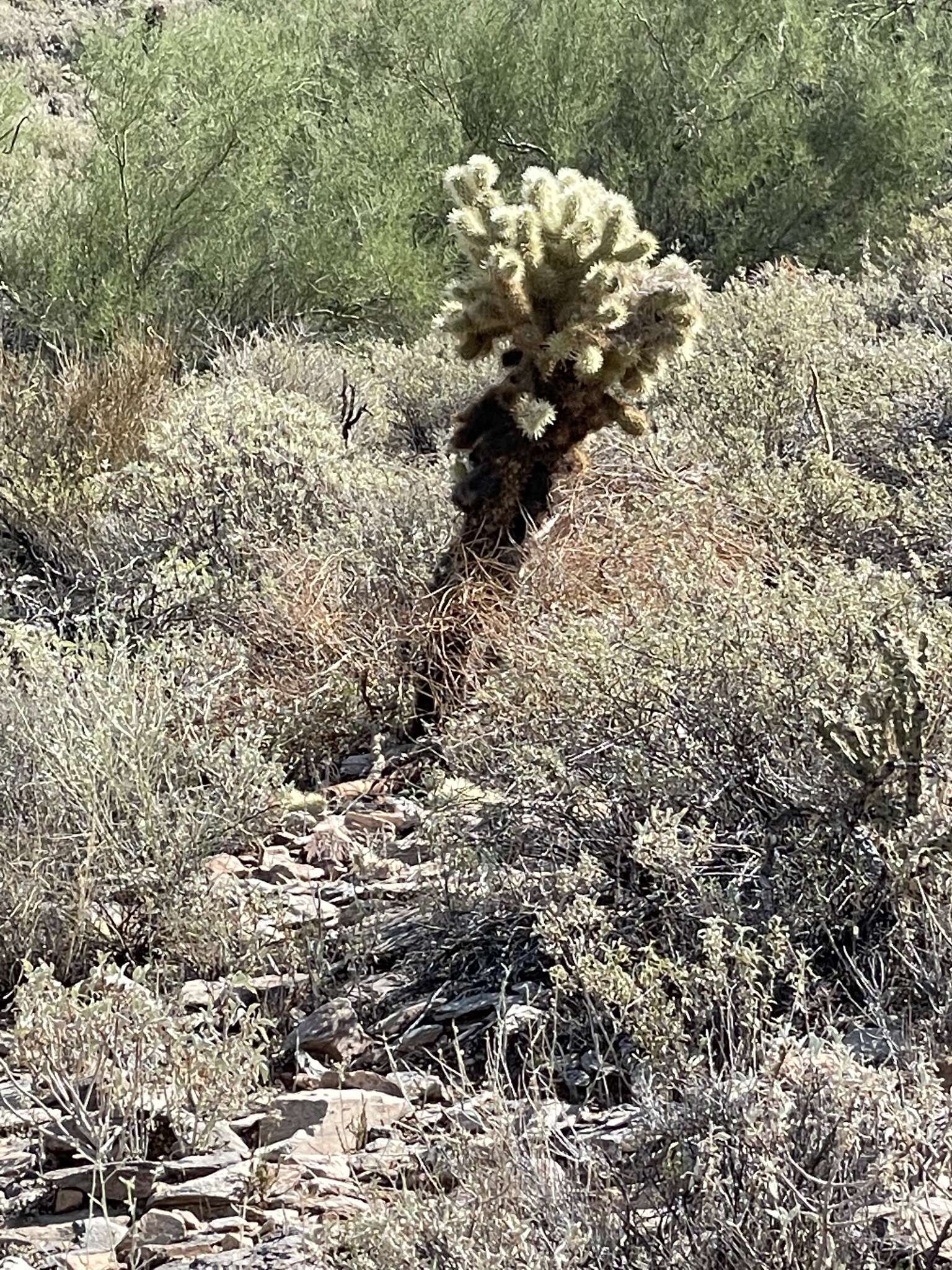 صورة Cylindropuntia bigelovii var. bigelovii