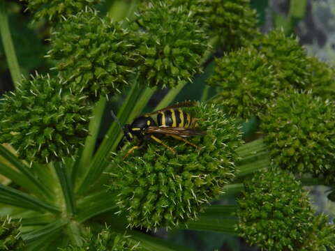 Image of Dolichovespula omissa (Bischoff 1931)