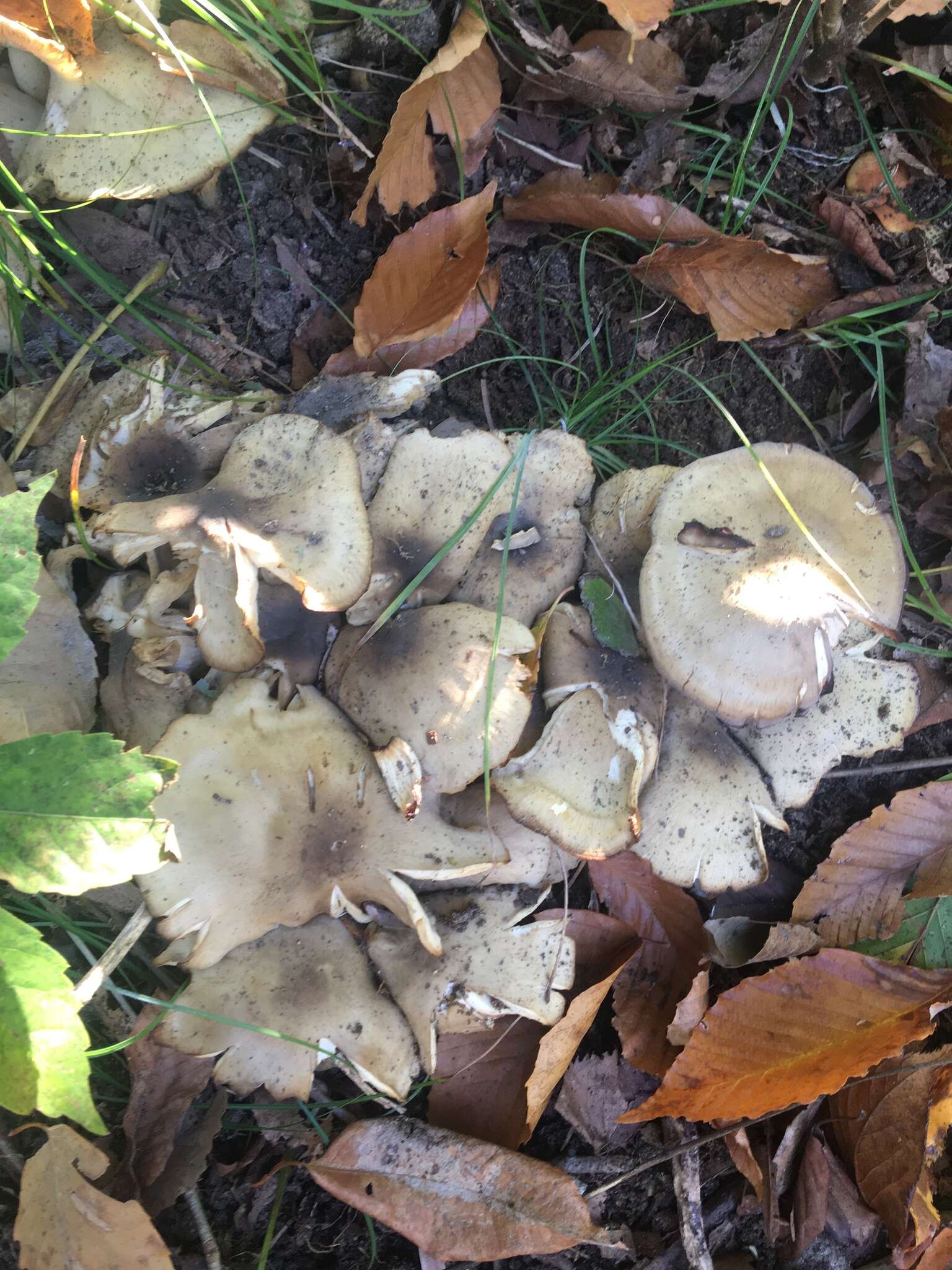 Image of Clitocybe inflatipes M. M. Moser 1995