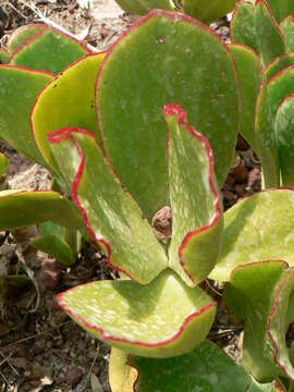 Image of pig's ear