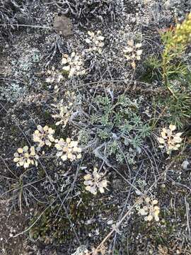 Image of Alyssum lenense Adams