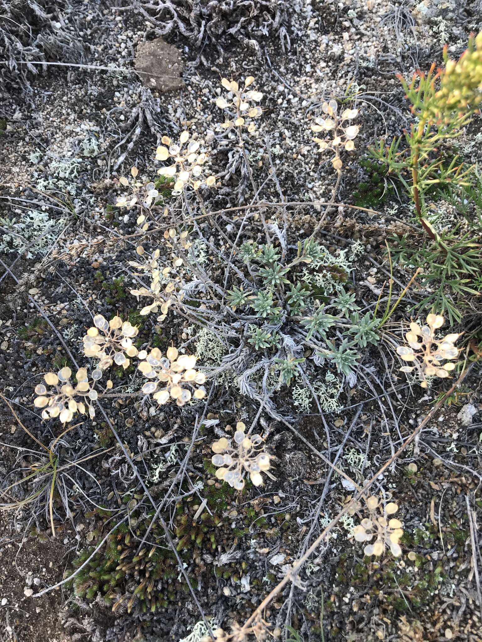 Sivun Alyssum lenense Adams kuva