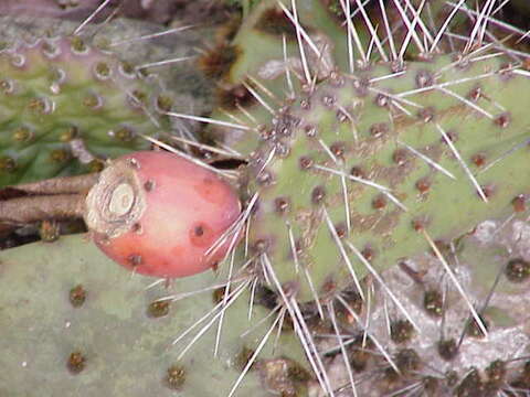 Image of Brownspine Pricklypear