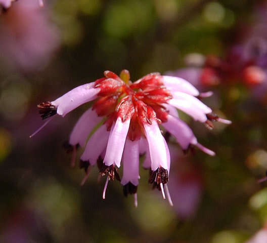 Imagem de Erica radicans subsp. radicans