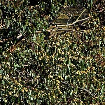 Image of Eucalyptus baueriana Schauer