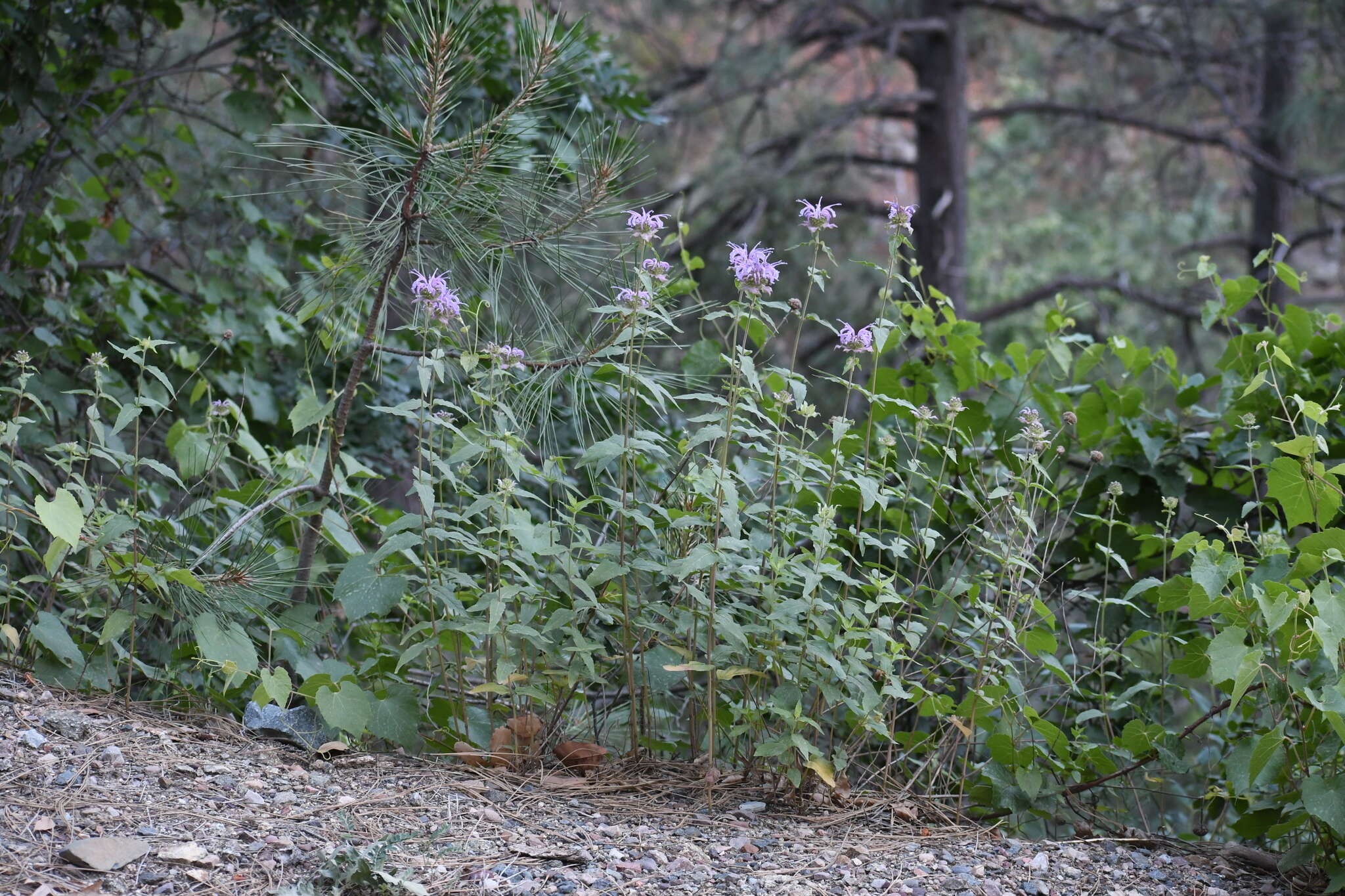 Image of Monarda fistulosa var. menthifolia (Graham) Fernald