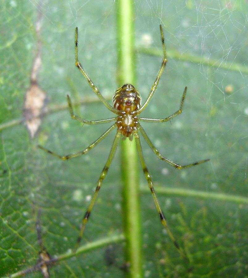 Image of Theridion zonulatum Thorell 1890