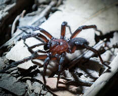 Image of Promyrmekiaphila clathrata (Simon 1891)