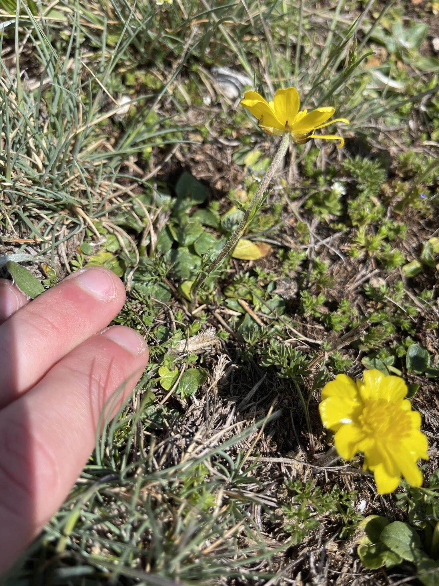 Image of Ranunculus millefoliatus Vahl