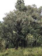 Image of Eucalyptus calidissima