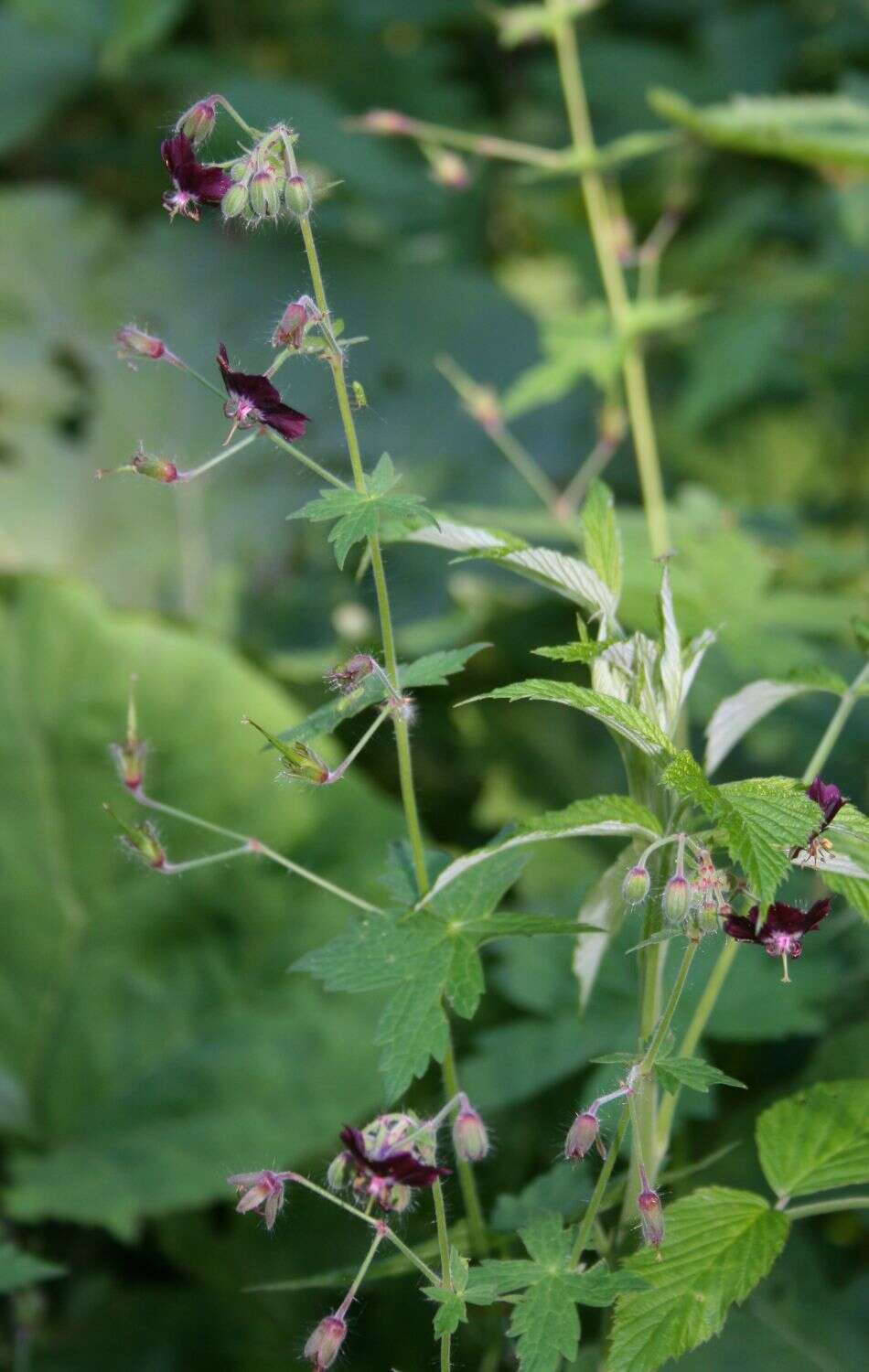 Image of black widow