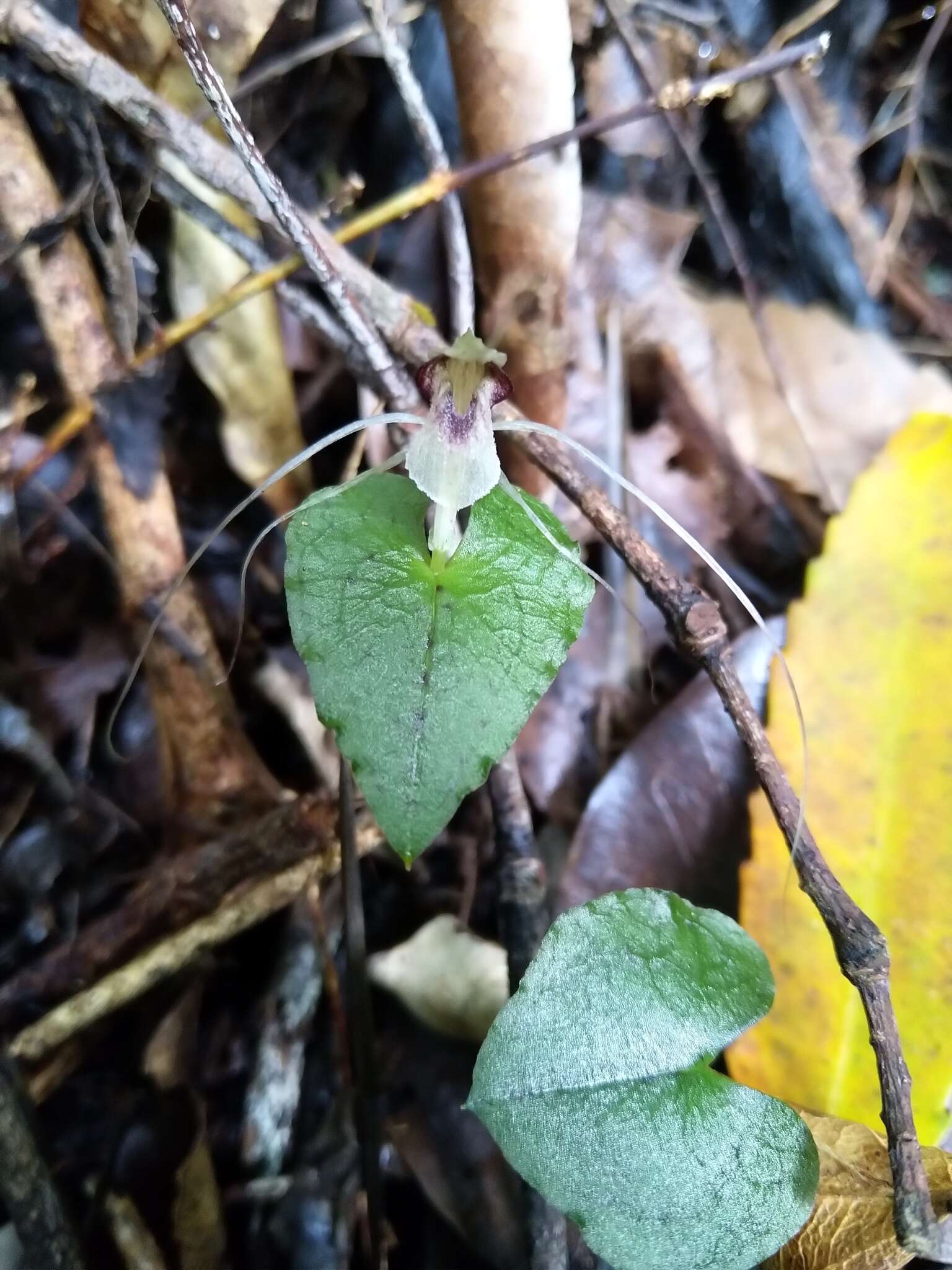 Image of Dancing spider orchid