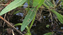 Image of water smartweed