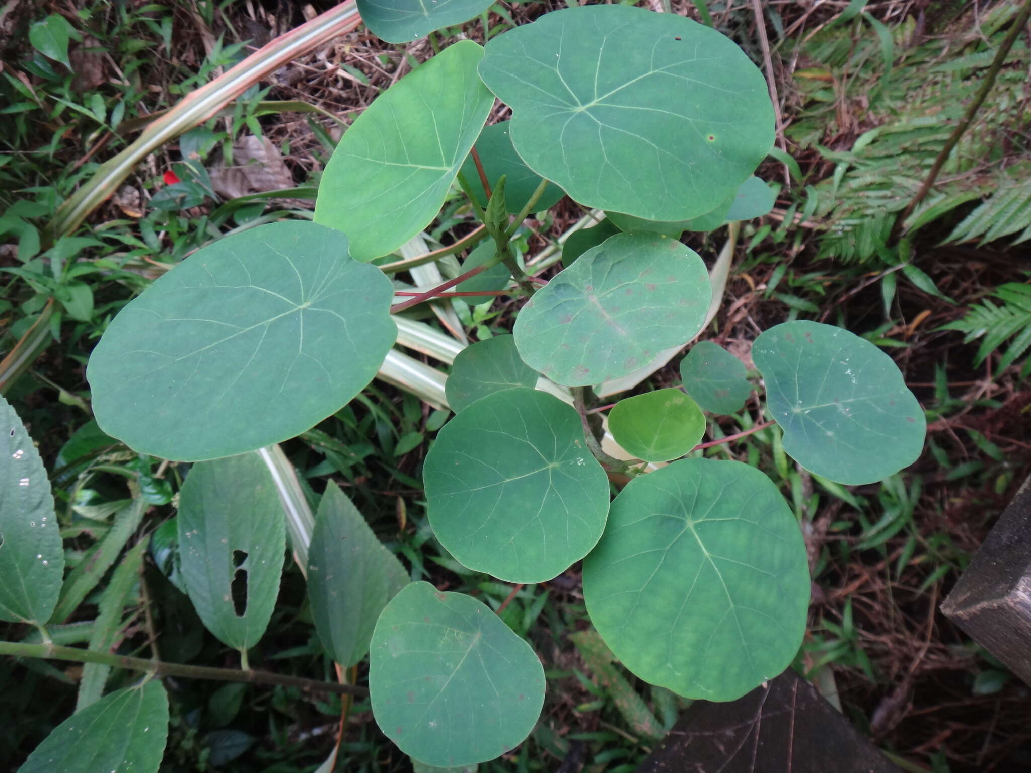 Imagem de Homalanthus fastuosus (Linden) Fern.-Vill.