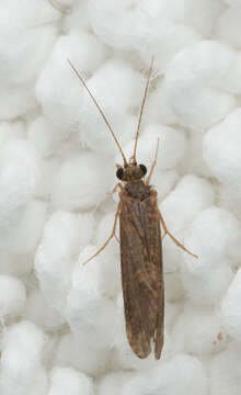 Image of Net-spinning caddisfly