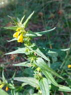 Image of Small cow-wheat