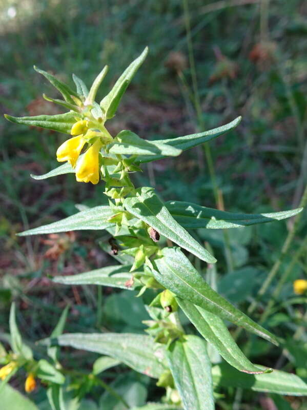 Image of Small cow-wheat