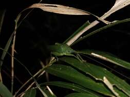 Image of Phyllomimus (Phyllomimus) sinicus Beier 1954