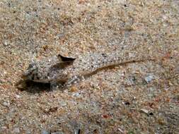 Image of Sailfin Dragonet