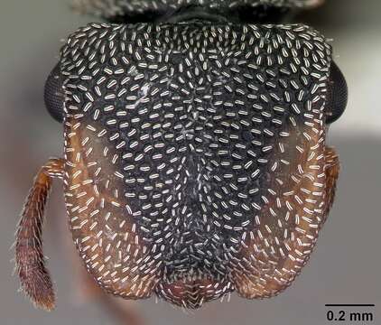 Cephalotes texanus (Santschi 1915) resmi