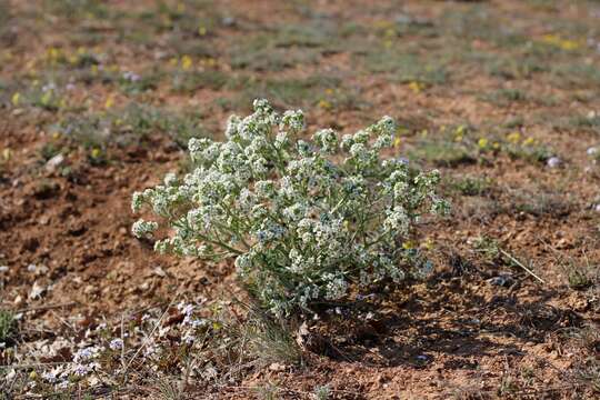 Image of Crambe aspera M. Bieb.