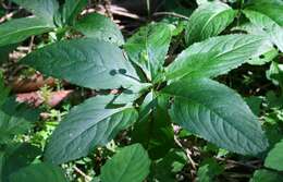 Image of dog's mercury