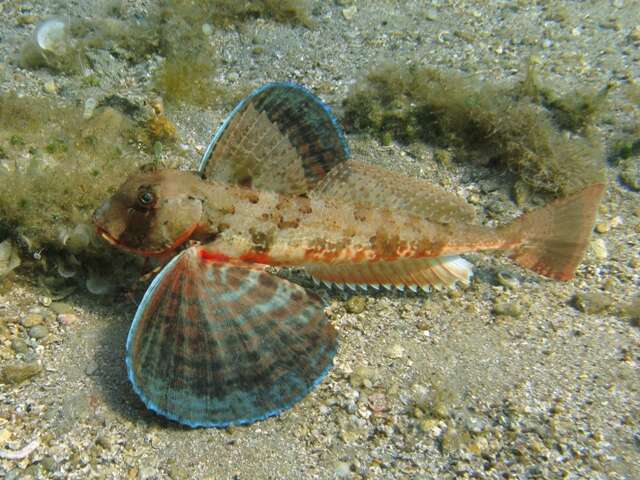 Image of Rock Gurnard